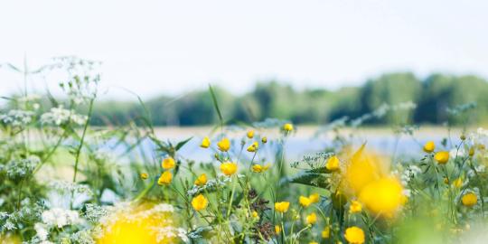 en blomsteräng med havet och himmelen i bakgrunden