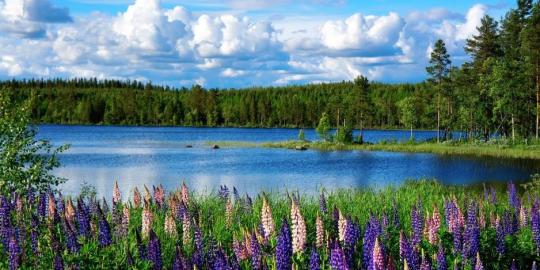 En bild på sommaren på Åland. Bilden har blommor och blått hav samt en blå himmel.